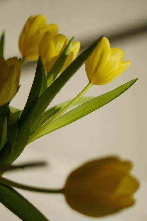 Bouquet close-up